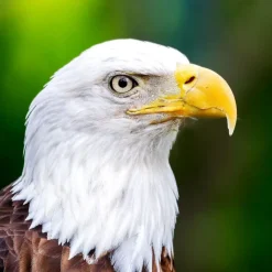 TECHING American Bald Eagle Model Kit - Haliaeetus Leucocephalus with Flying and Flapping Wings
