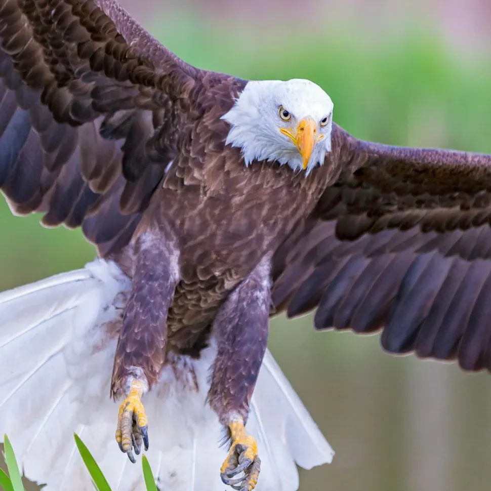 TECHING American Bald Eagle Model Kit - Haliaeetus Leucocephalus with Flying and Flapping Wings