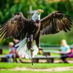 TECHING American Bald Eagle Model Kit - Haliaeetus Leucocephalus with Flying and Flapping Wings