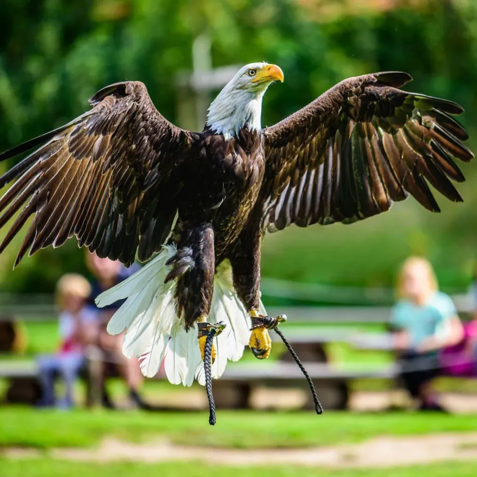 TECHING American Bald Eagle Model Kit - Haliaeetus Leucocephalus with Flying and Flapping Wings