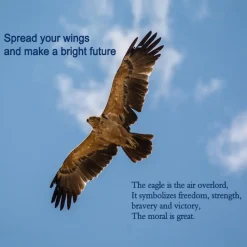 TECHING American Bald Eagle Model Kit - Haliaeetus Leucocephalus with Flying and Flapping Wings