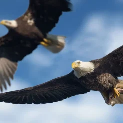 TECHING American Bald Eagle Model Kit - Haliaeetus Leucocephalus with Flying and Flapping Wings